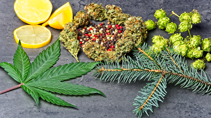 Cannabis terpenes including limonene, pinene, and more.