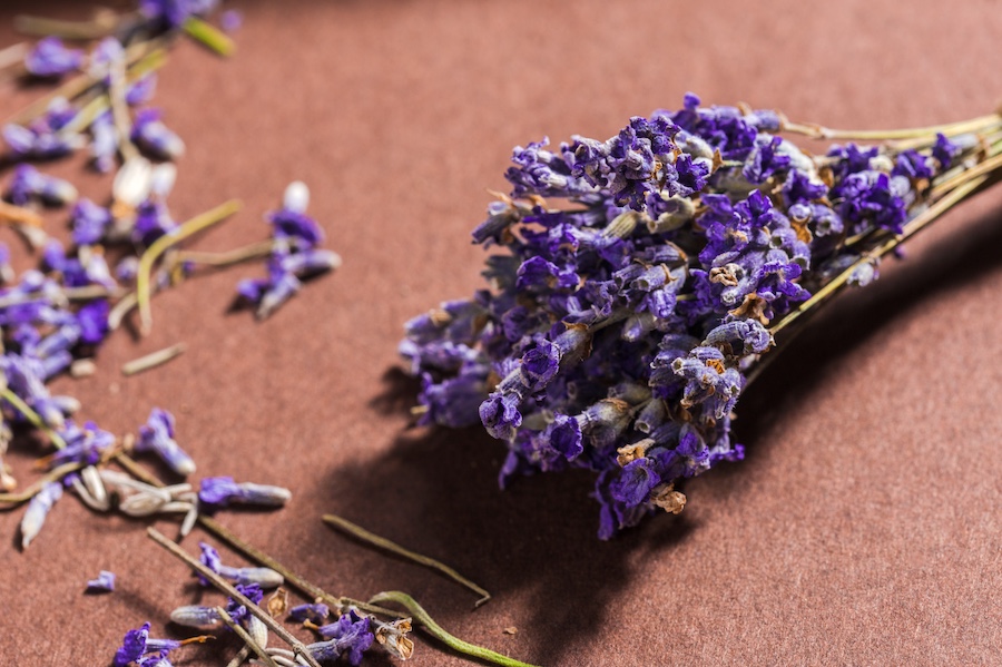 Lavender flowers bunch containing terpene linalool